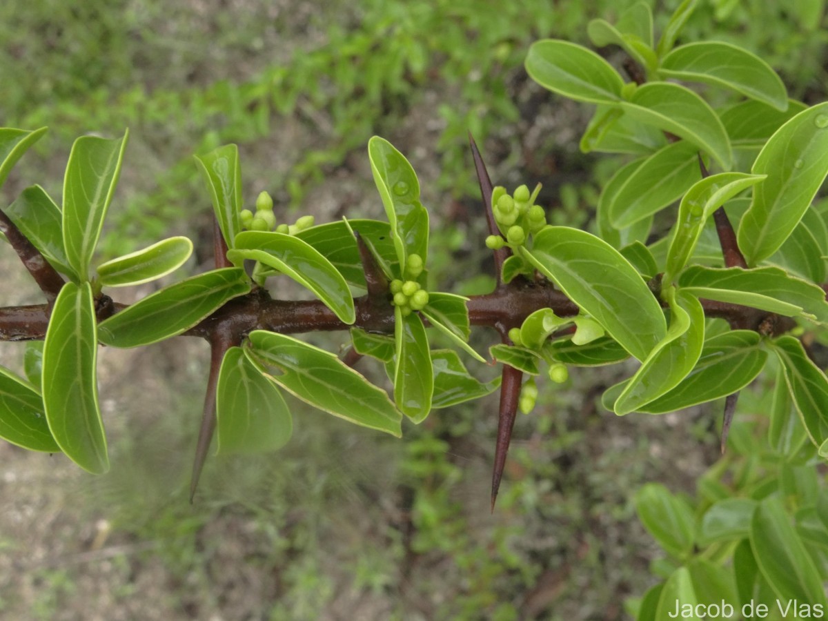 Canthium coromandelicum (Burm.f.) Alston